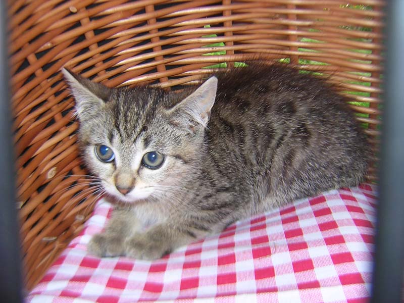 Katzenbild