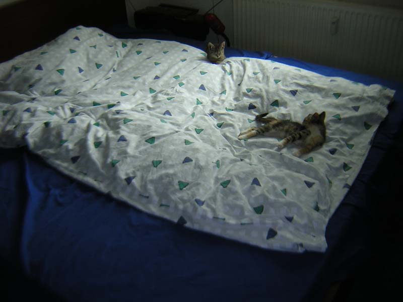 Katzenbild