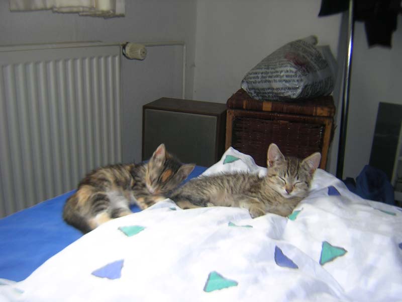 Katzenbild_01