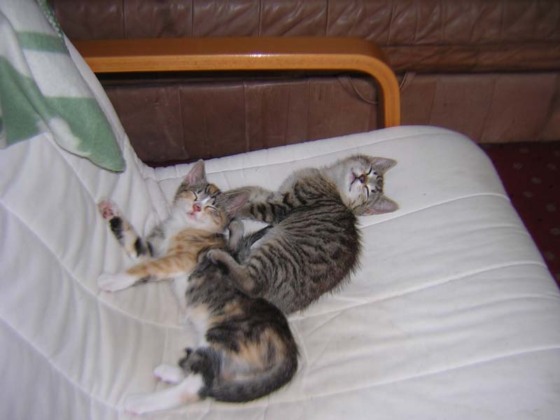 Katzenbild_02