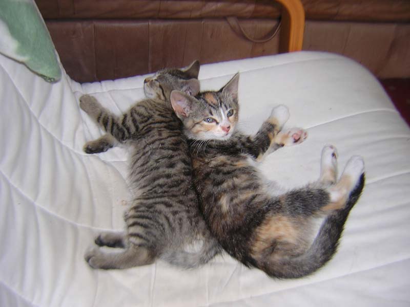 Katzenbild_03