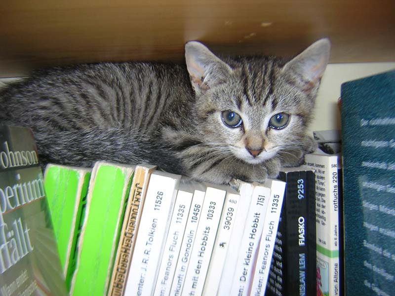 Katzenbild_04
