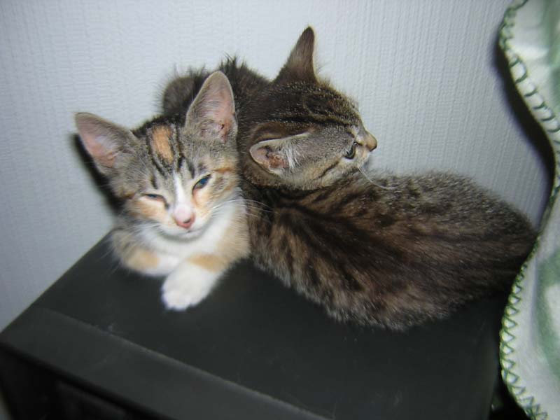 Katzenbild_05