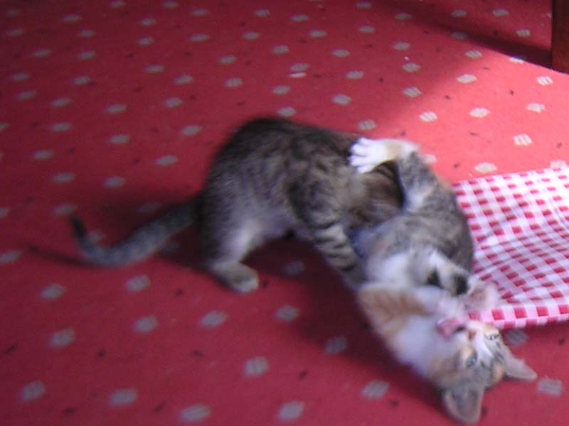 Katzenbild_07