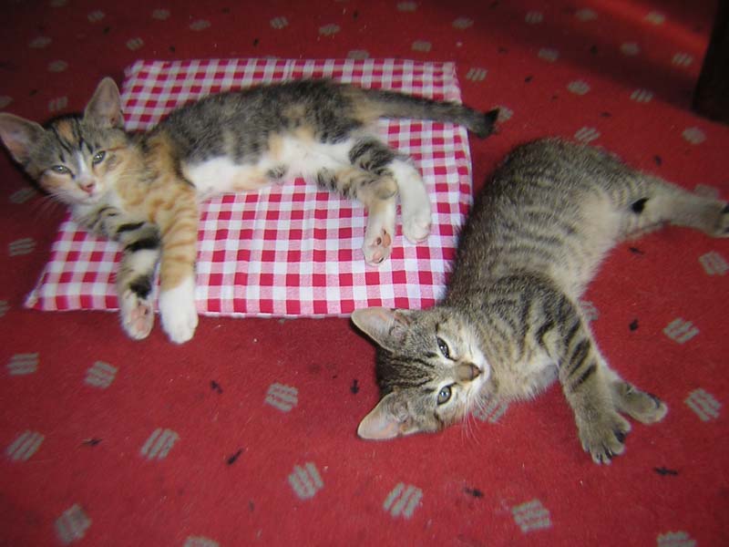 Katzenbild_08