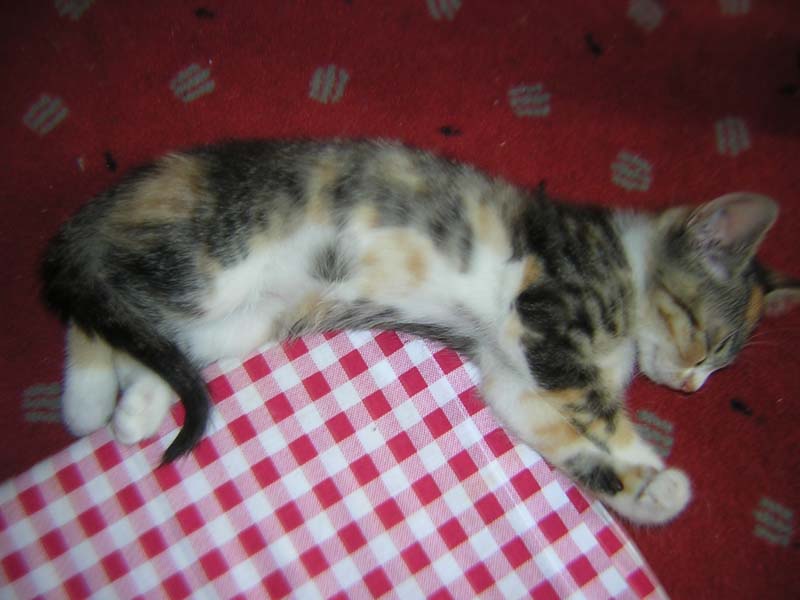 Katzenbild_09